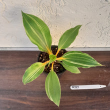 Load image into Gallery viewer, #R37 Variegated Chlorophytum Orchidastrum - Fire Flash