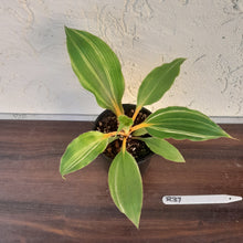 Load image into Gallery viewer, #R37 Variegated Chlorophytum Orchidastrum - Fire Flash