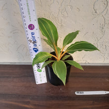 Load image into Gallery viewer, #R37 Variegated Chlorophytum Orchidastrum - Fire Flash