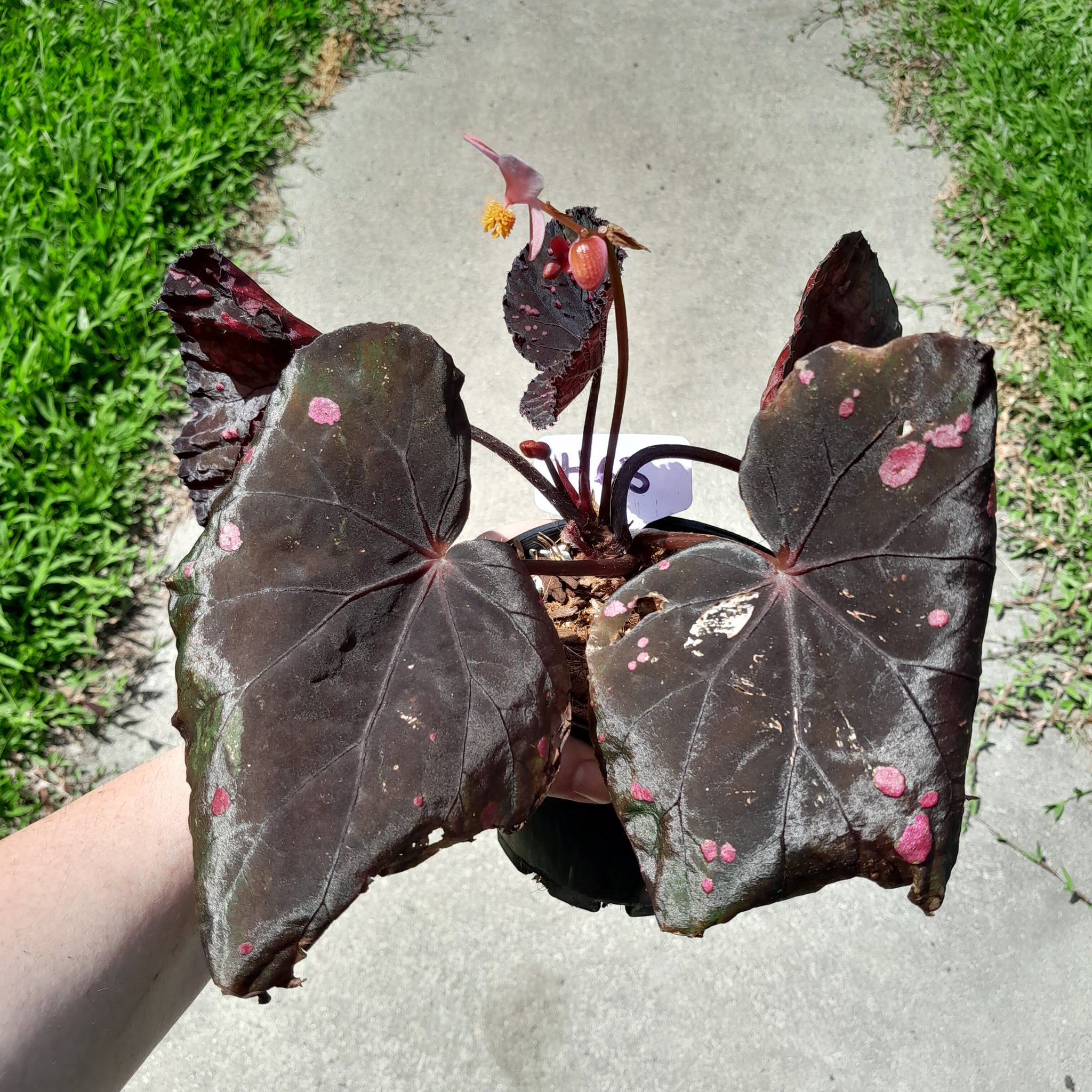 専用❣️Begonia H63 Begonia Dr Karissa – J & S Plant Pickers