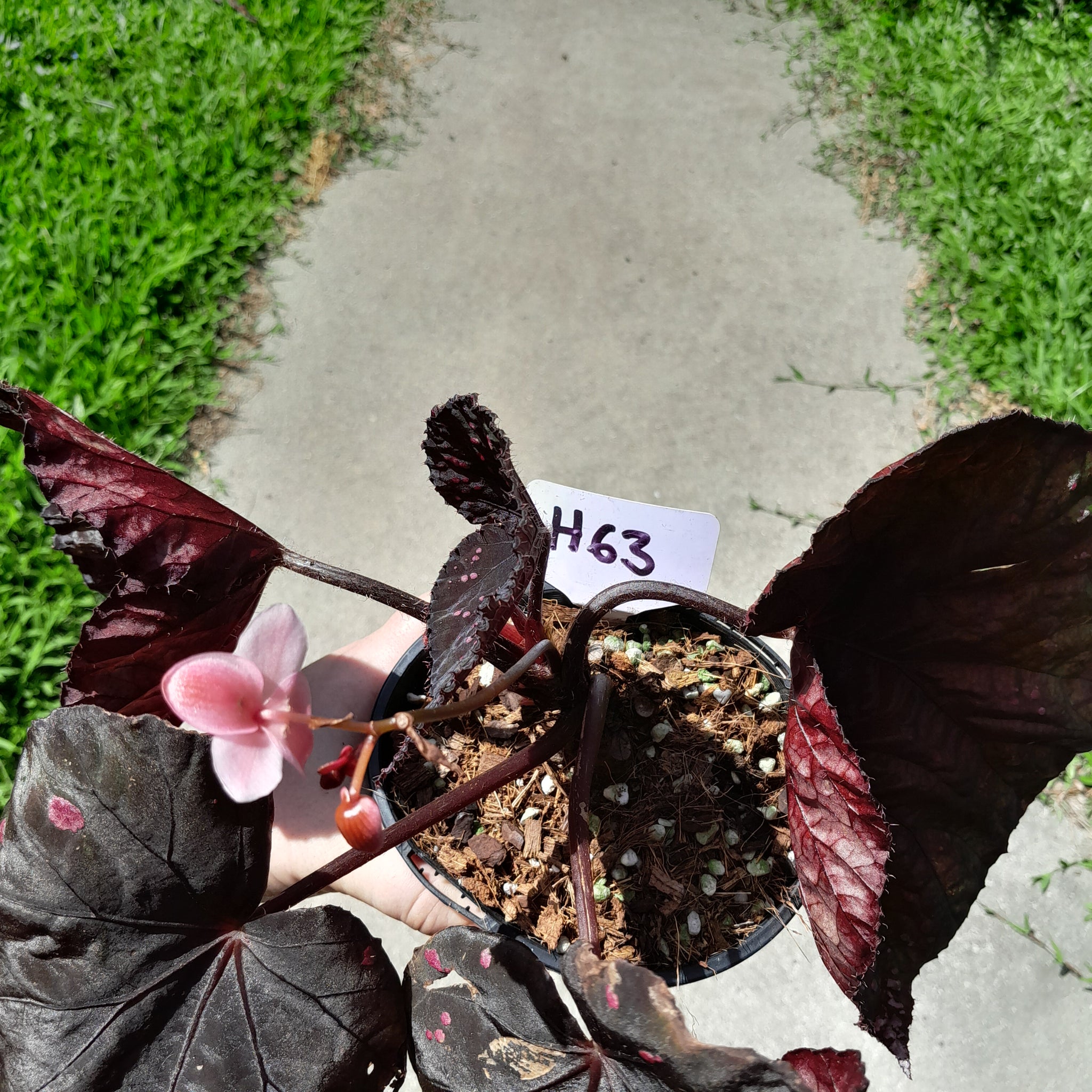 H63 Begonia Dr Karissa – J & S Plant Pickers