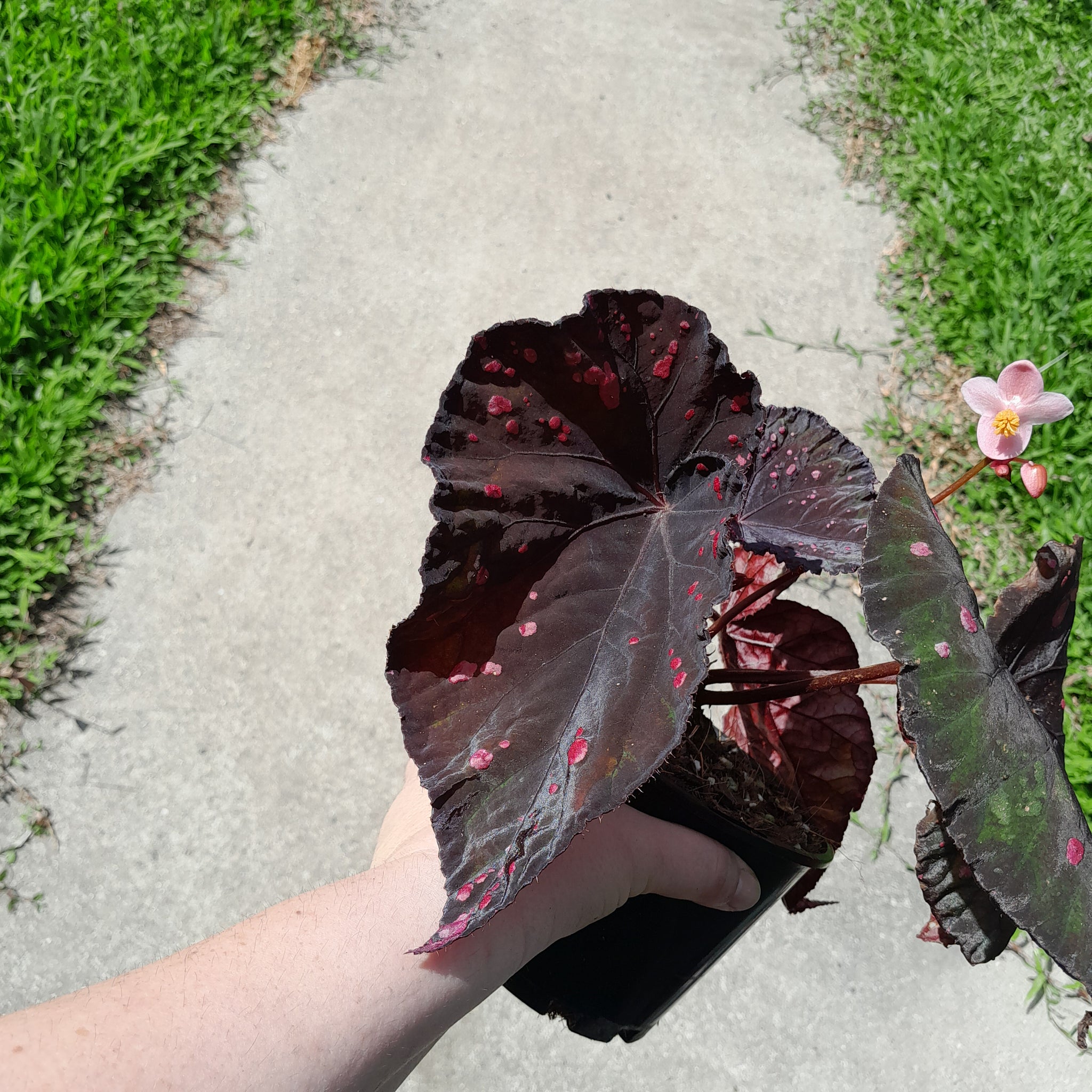 H63 Begonia Dr Karissa – J & S Plant Pickers