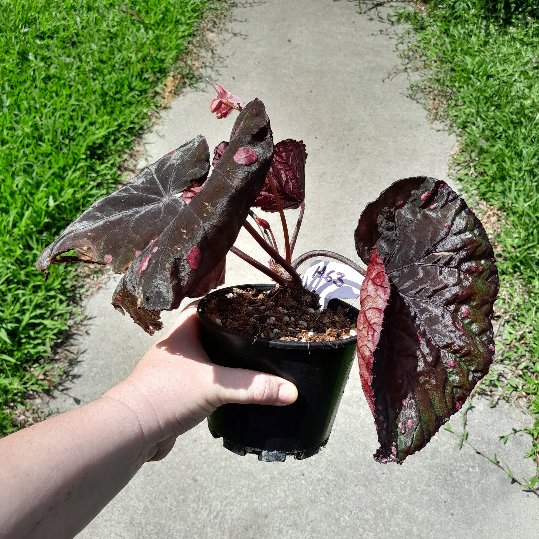 H63 Begonia Dr Karissa – J & S Plant Pickers