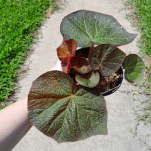 Load image into Gallery viewer, #R29 Begonia Yorkes Delight