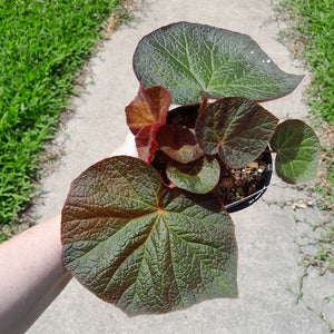 #R29 Begonia Yorkes Delight