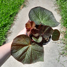 Load image into Gallery viewer, #R29 Begonia Yorkes Delight
