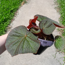Load image into Gallery viewer, #R29 Begonia Yorkes Delight