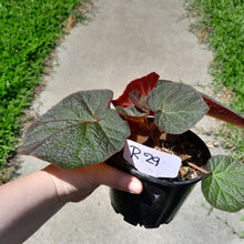 Load image into Gallery viewer, #R29 Begonia Yorkes Delight
