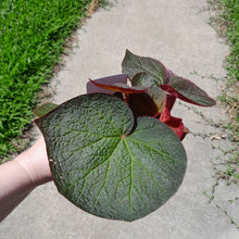 Load image into Gallery viewer, #R29 Begonia Yorkes Delight
