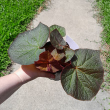 Load image into Gallery viewer, #R29 Begonia Yorkes Delight