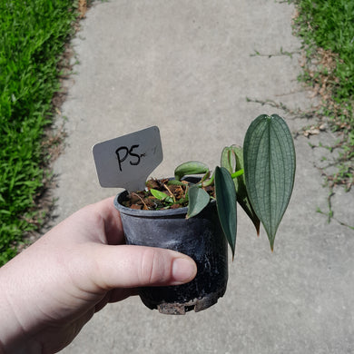 #P5 Philodendron Burle Marx Fantasy
