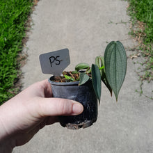 Load image into Gallery viewer, #P5 Philodendron Burle Marx Fantasy