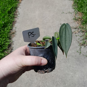 #P5 Philodendron Burle Marx Fantasy