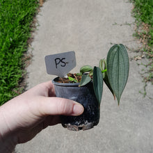 Load image into Gallery viewer, #P5 Philodendron Burle Marx Fantasy