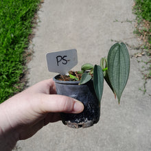 Load image into Gallery viewer, #P5 Philodendron Burle Marx Fantasy