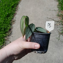 Load image into Gallery viewer, #P5 Philodendron Burle Marx Fantasy