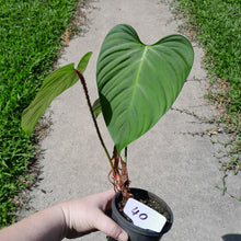 Load image into Gallery viewer, #40 Philodendron Fuzzy Petiole