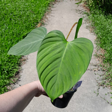 #40 Philodendron Fuzzy Petiole