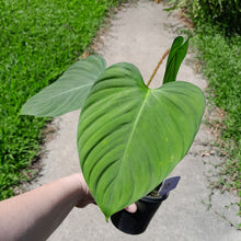 Load image into Gallery viewer, #40 Philodendron Fuzzy Petiole