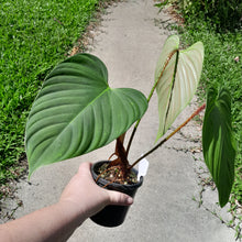Load image into Gallery viewer, #40 Philodendron Fuzzy Petiole
