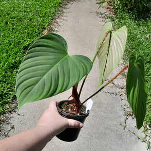 #40 Philodendron Fuzzy Petiole