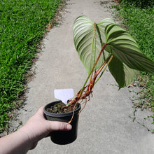 Load image into Gallery viewer, #40 Philodendron Fuzzy Petiole