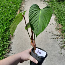 Load image into Gallery viewer, #40 Philodendron Fuzzy Petiole