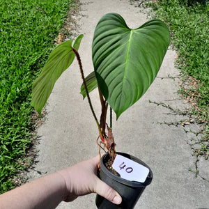 #40 Philodendron Fuzzy Petiole