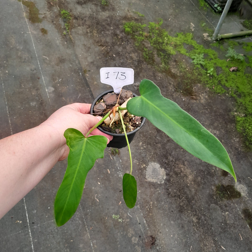 #i73 Philodendron Golden Dragon