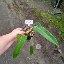 Load image into Gallery viewer, #i73 Philodendron Golden Dragon