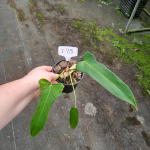 #i73 Philodendron Golden Dragon