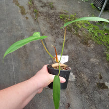 Load image into Gallery viewer, #i73 Philodendron Golden Dragon