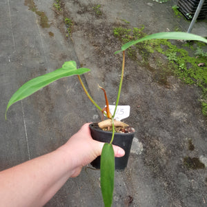 #i73 Philodendron Golden Dragon