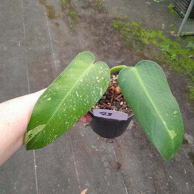 #23 Philodendron Jose Buono
