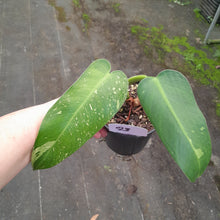 Load image into Gallery viewer, #23 Philodendron Jose Buono