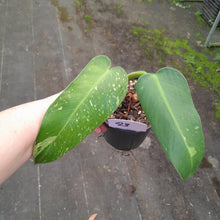 Load image into Gallery viewer, #23 Philodendron Jose Buono