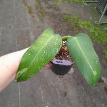 Load image into Gallery viewer, #23 Philodendron Jose Buono