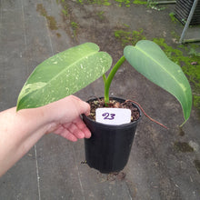 Load image into Gallery viewer, #23 Philodendron Jose Buono