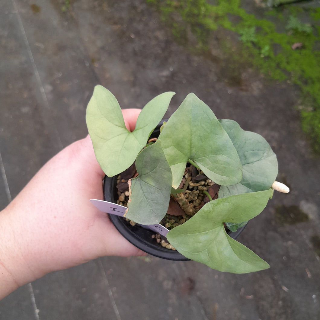 #i68 Nephthytis Swainei