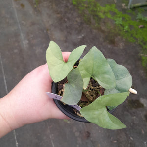 #i68 Nephthytis Swainei