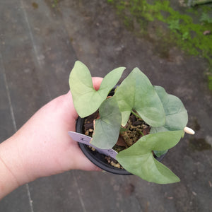 #i68 Nephthytis Swainei