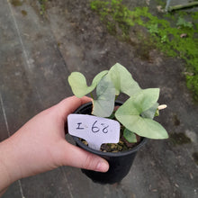 Load image into Gallery viewer, #i68 Nephthytis Swainei