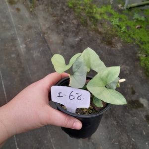 #i68 Nephthytis Swainei