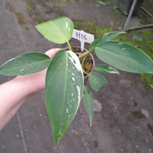 Load image into Gallery viewer, #H16 Philodendron White Princess