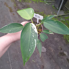 Load image into Gallery viewer, #H16 Philodendron White Princess