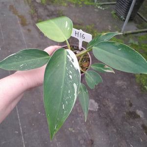 #H16 Philodendron White Princess