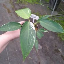 Load image into Gallery viewer, #H16 Philodendron White Princess