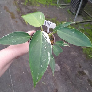 #H16 Philodendron White Princess