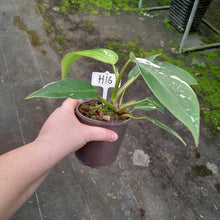Load image into Gallery viewer, #H16 Philodendron White Princess