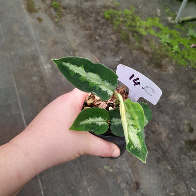 #14c Aglaonema Pictum Tricolor